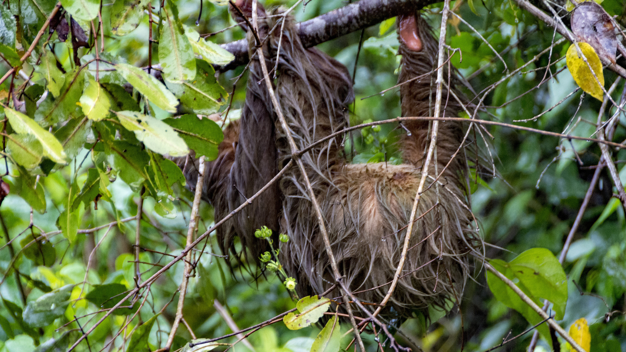 20171230 017   Tortuguero National Park, Puerto Limon, Limon, Costa Rica